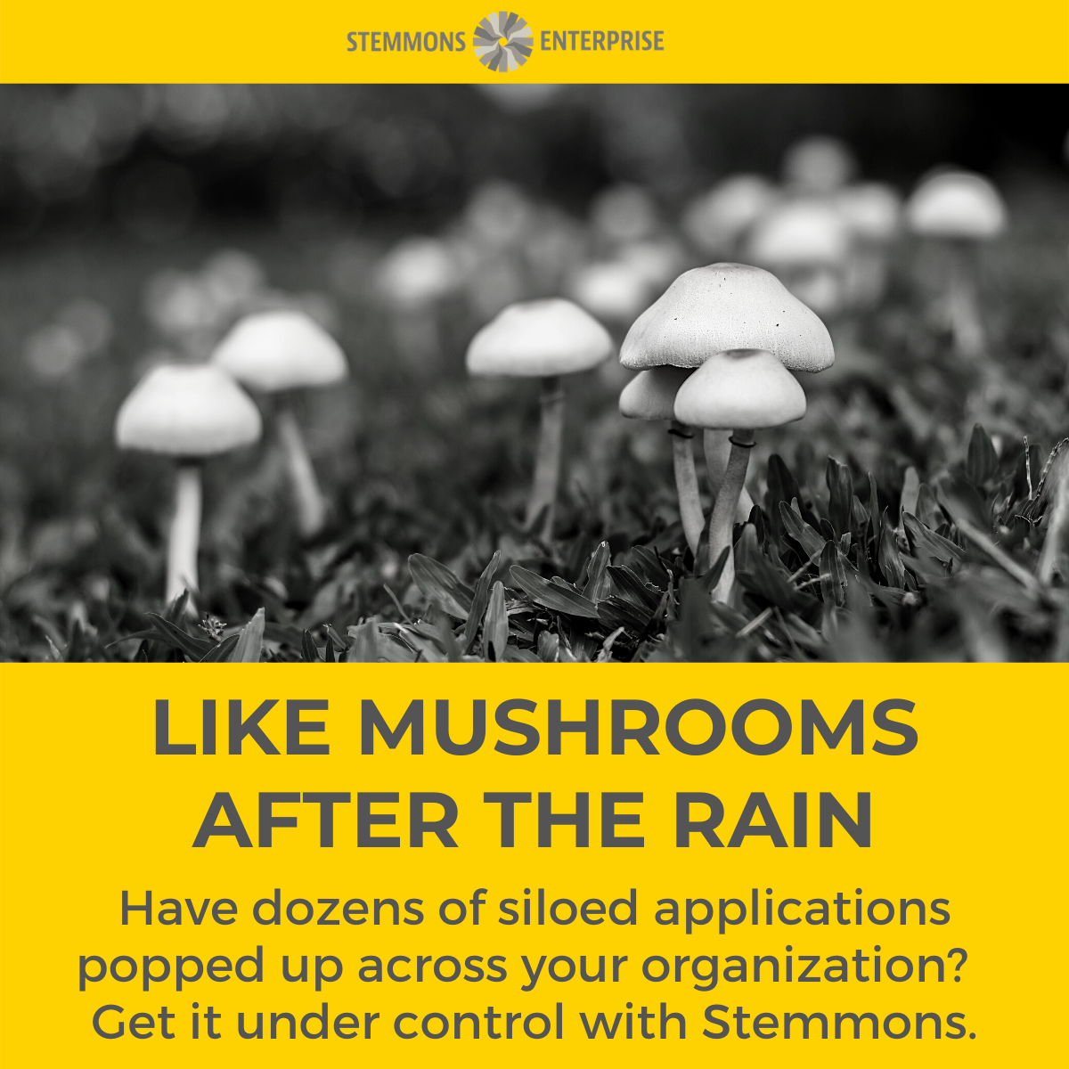 Like Mushrooms After the Rain